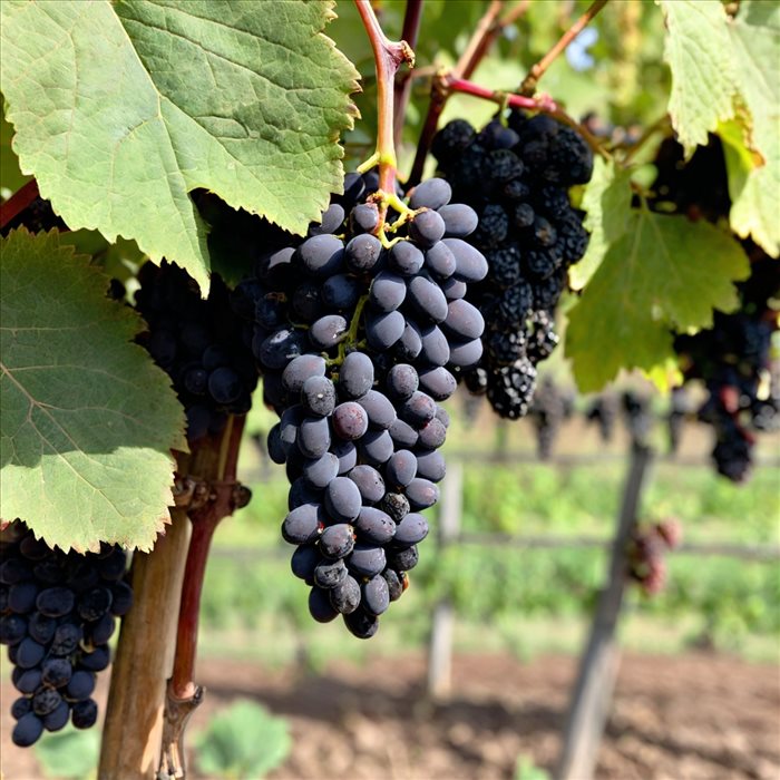 Tannat : Comprendre son Tannage et ses Accords