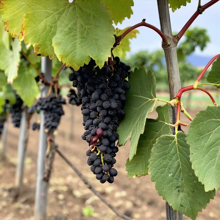 Carmenère : Le Cépage Rarissime et Son Histoire